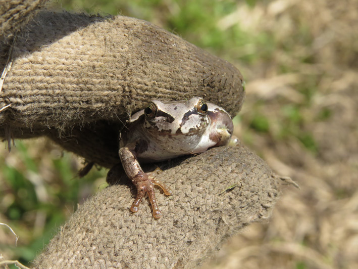 菜園の生き物達