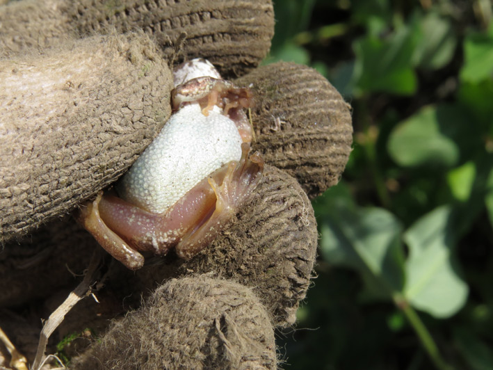 菜園の生き物達