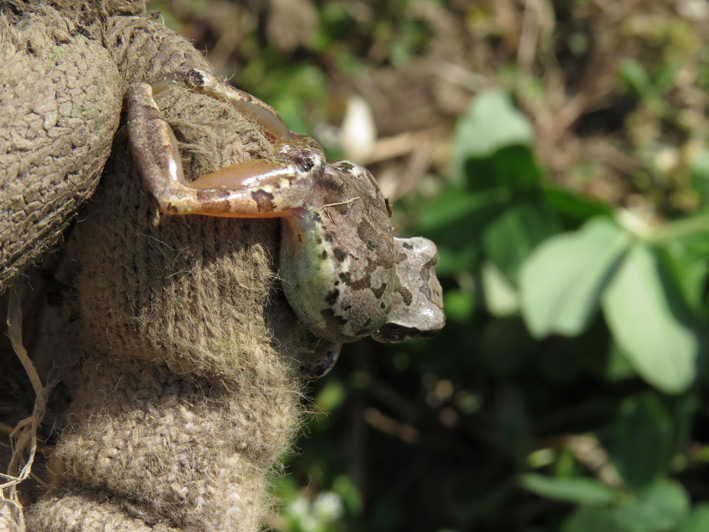 菜園の生き物達