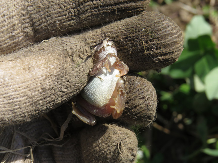 菜園の生き物達