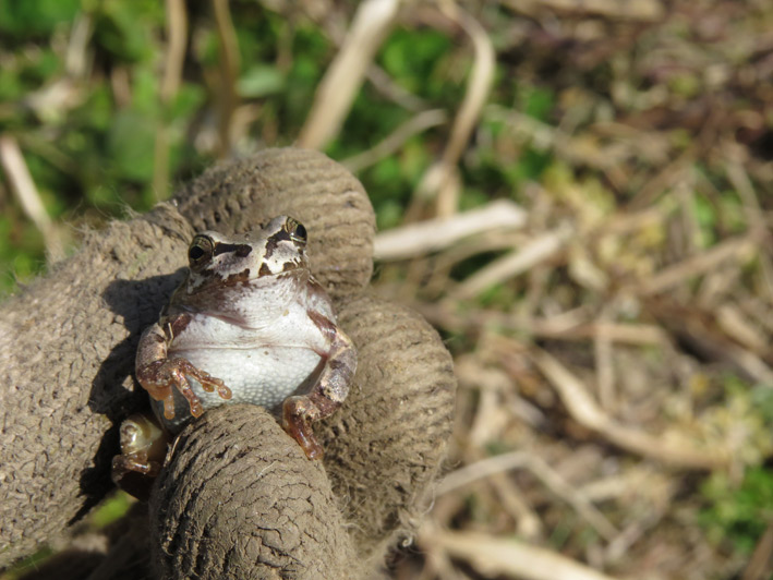 菜園の生き物達