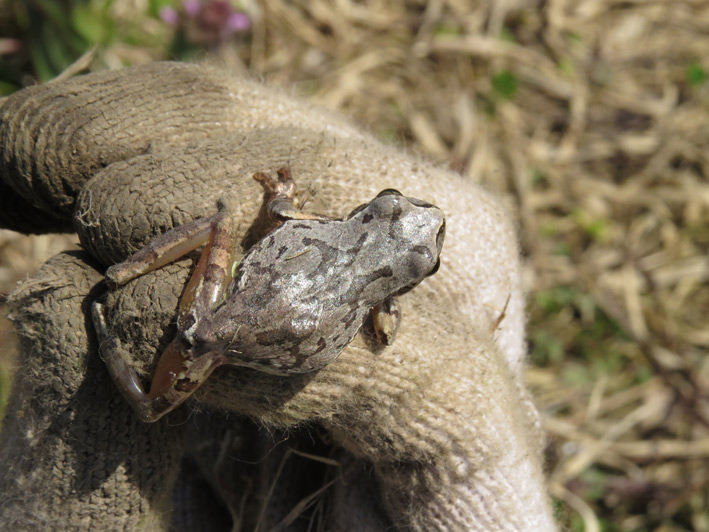 菜園の生き物達