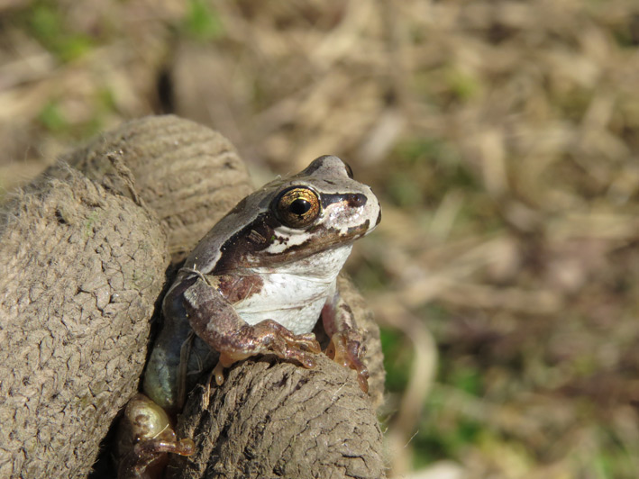 菜園の生き物達