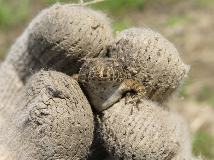 菜園の生き物達