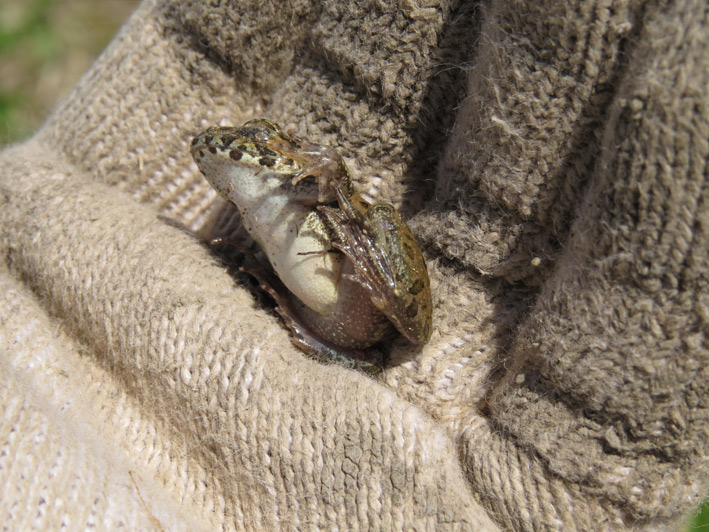 菜園の生き物達