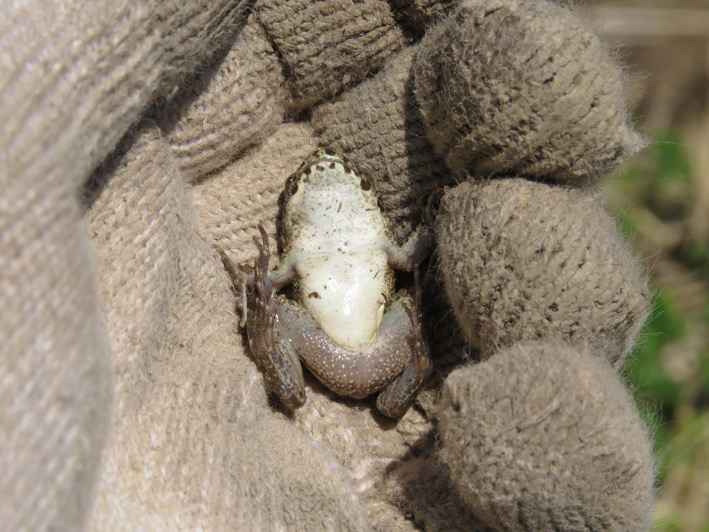 菜園の生き物達
