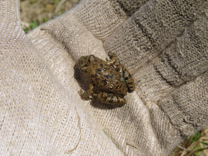 菜園の生き物達