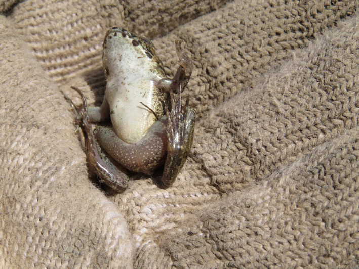 菜園の生き物達