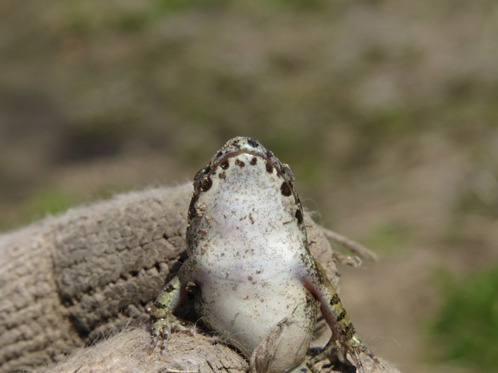 菜園の生き物達