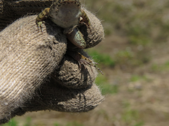 菜園の生き物達