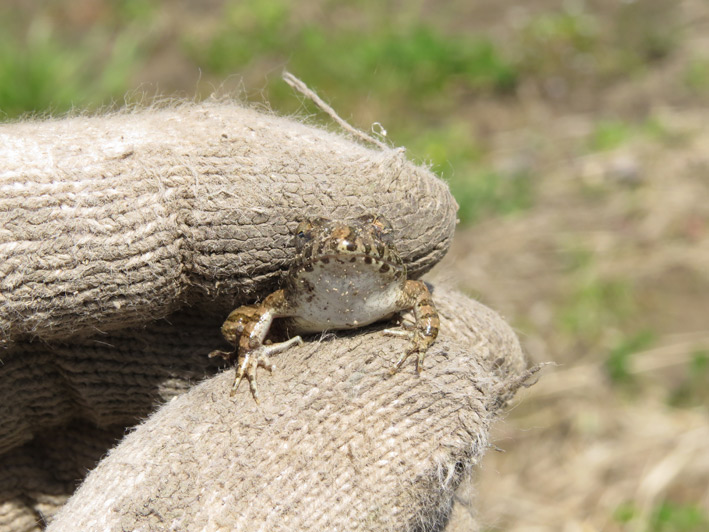 菜園の生き物達