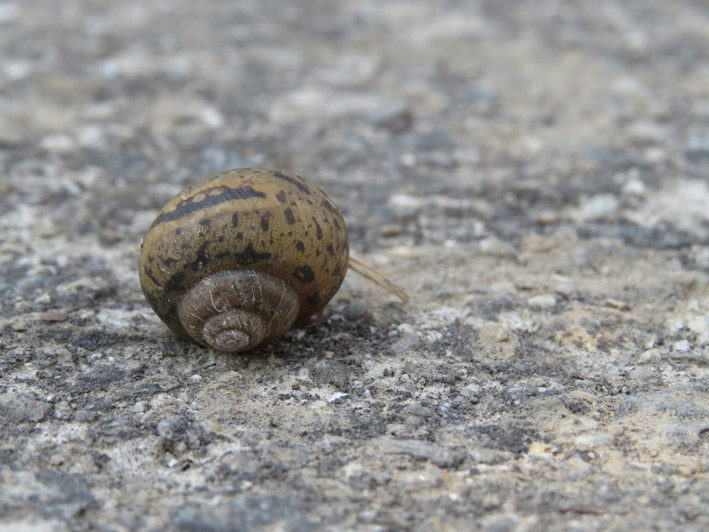 菜園の生き物達