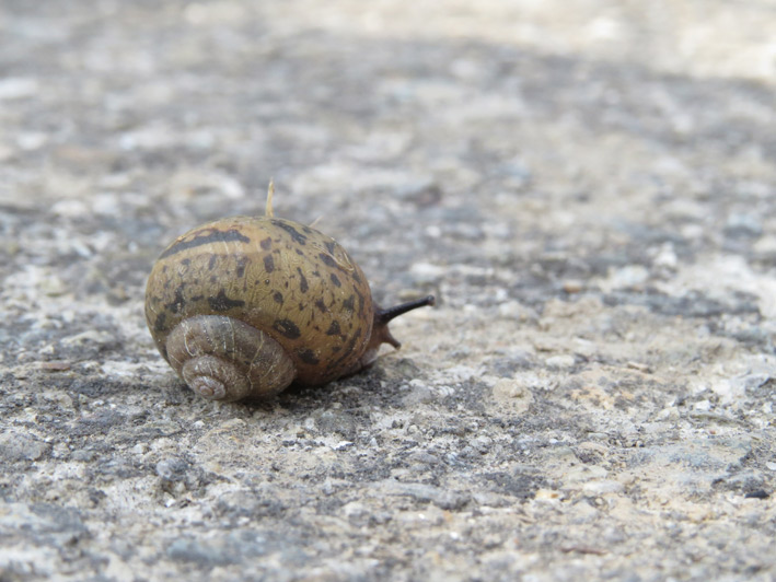 菜園の生き物達