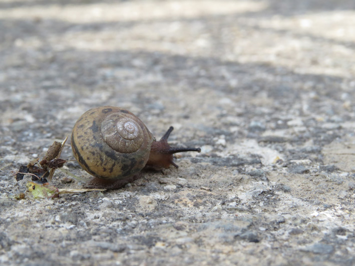 菜園の生き物達
