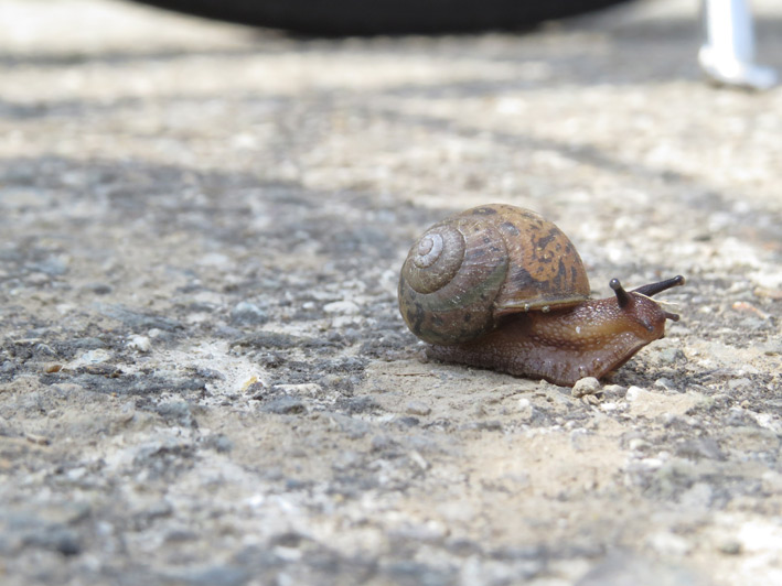 菜園の生き物達