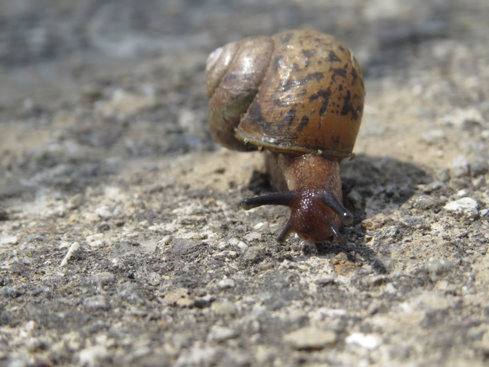 菜園の生き物達