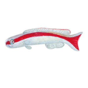 アカオビサンゴアマダイ