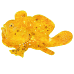 イロカエルアンコウ