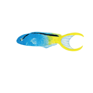 オウゴンニジギンポ