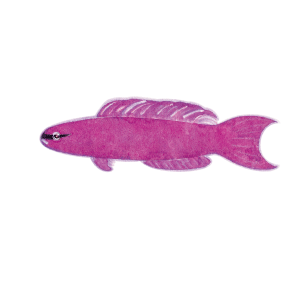 オーキッドドッティバック