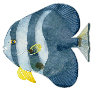 オオツバメウオ