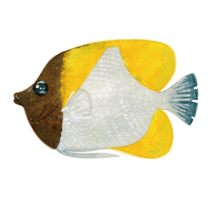 カスミチョウチョウウオ