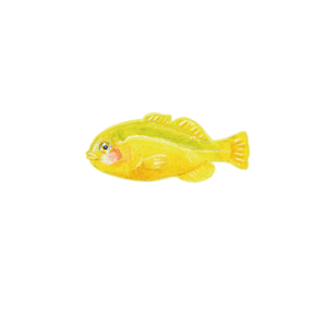 キイロサンゴハゼ