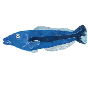 キツネアマダイ