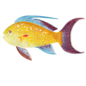 キンギョハナダイ