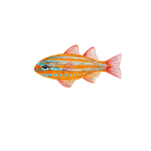 キンセンイシモチ