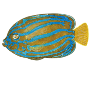 キンチャクダイ