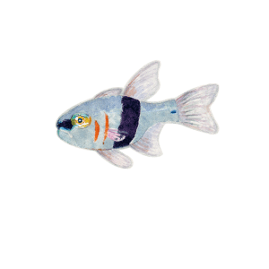 クロオビアトヒキテンジクダイ