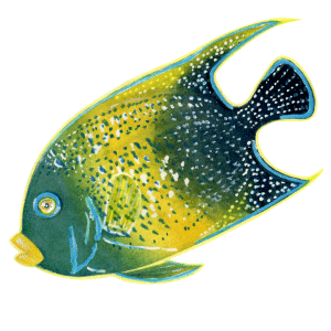 サザナミヤッコ