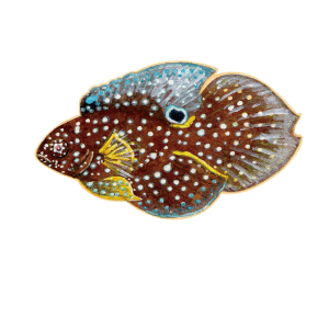 シモフリタナバタウオ