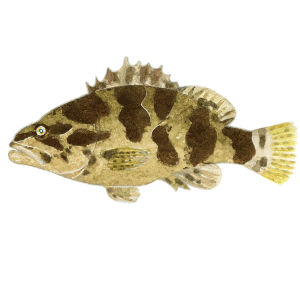 タケノコメバル