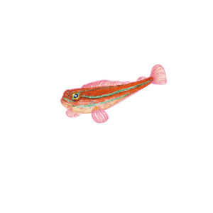 タテジマヘビギンポ