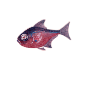 ツマグロハタンポ