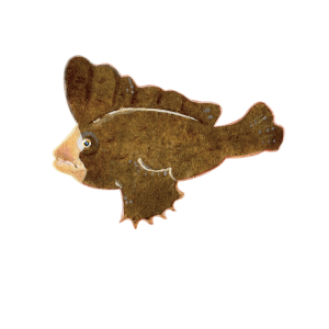 ツマジロオコゼ