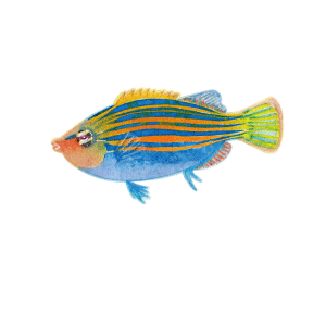 ニセモチノウオ