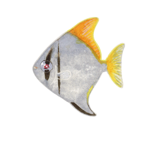 ヒメツバメウオ