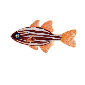 ヒラテンジクダイ