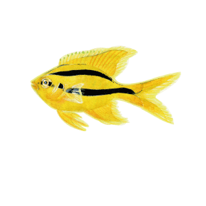 ヒレナガスズメダイ