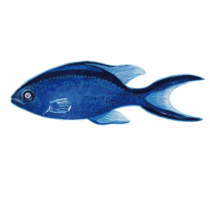 ブルークロミス