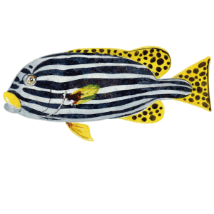 ムスジコショウダイ