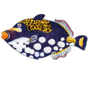 モンガラカワハギ