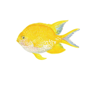 ヤマブキスズメダイ