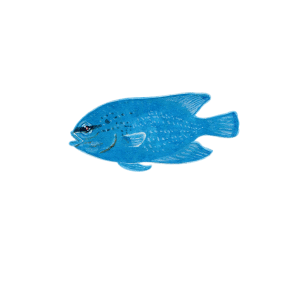 ルリスズメダイ