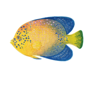 レンテンヤッコ