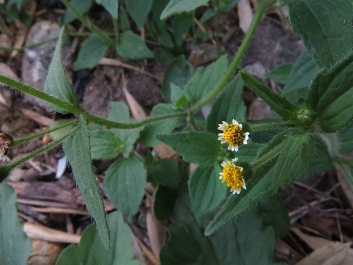 ちょこんと花びら