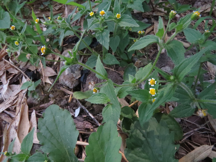 ちょこんと花びら